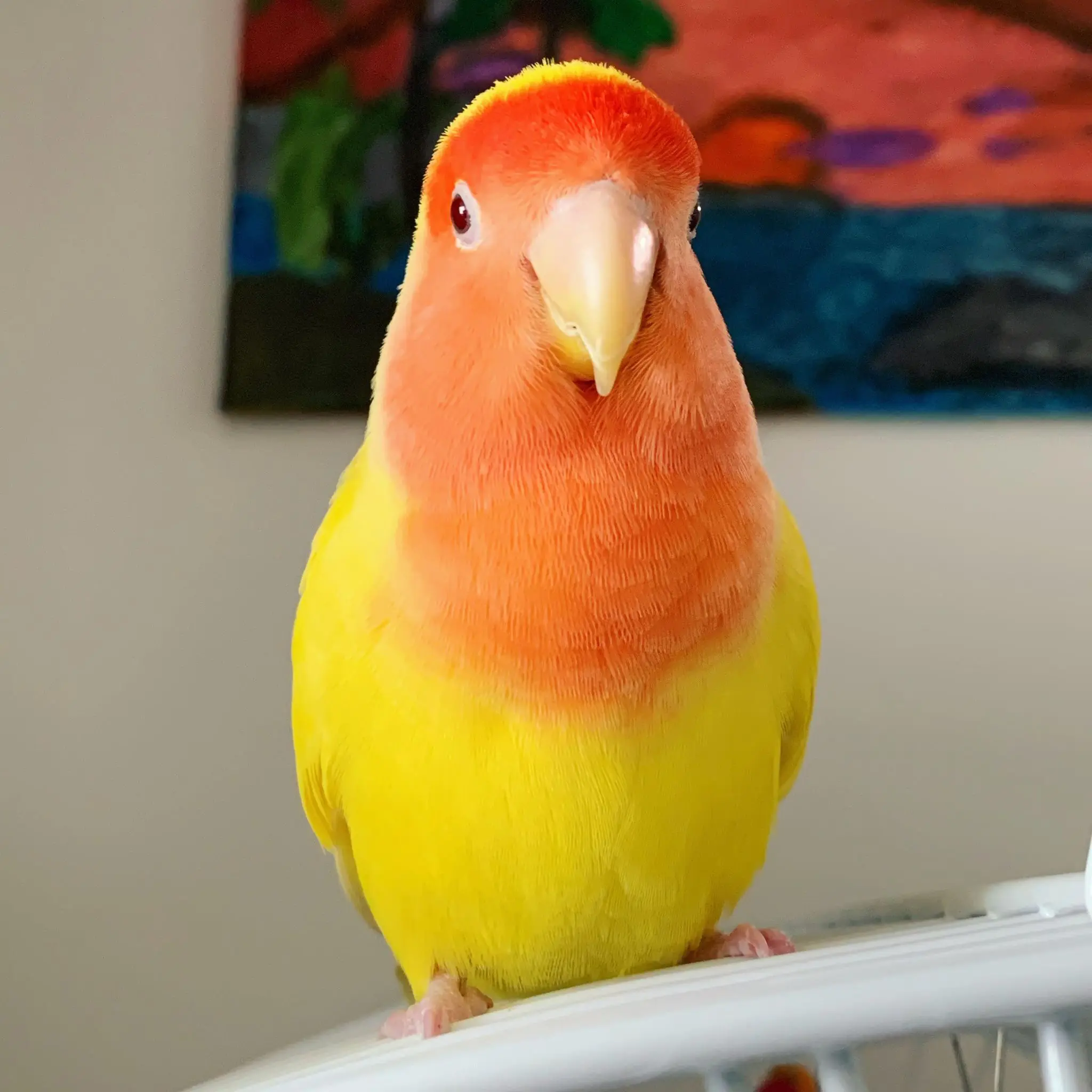 A peach-faced lovebird with a yellow body, perched on top of a cage